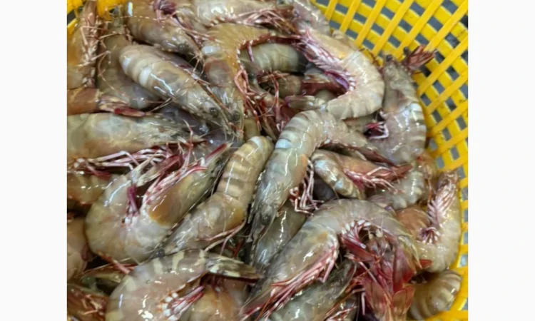 Оптовий постачальник морепродуктів з Мавританії, порт Нуадаїбу - фото № 14