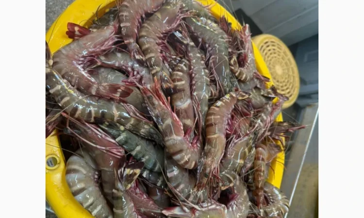 Оптовий постачальник морепродуктів з Мавританії, порт Нуадаїбу - фото № 17