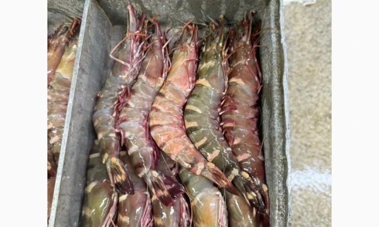 Оптовий постачальник морепродуктів з Мавританії, порт Нуадаїбу - фото № 18