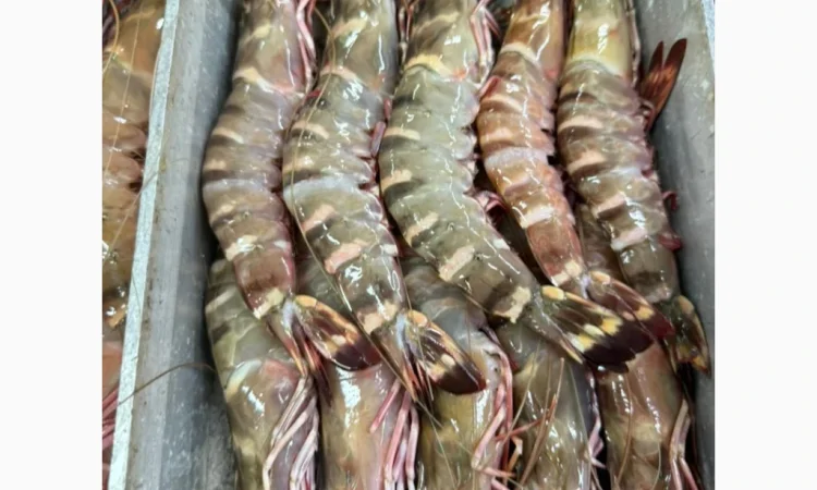 Оптовий постачальник морепродуктів з Мавританії, порт Нуадаїбу - фото № 19