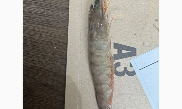 Оптовий постачальник морепродуктів з Мавританії, порт Нуадаїбу - фото № 5