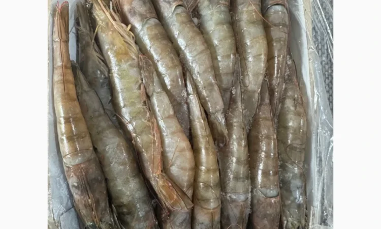 Оптовий постачальник морепродуктів з Мавританії, порт Нуадаїбу - фото № 7