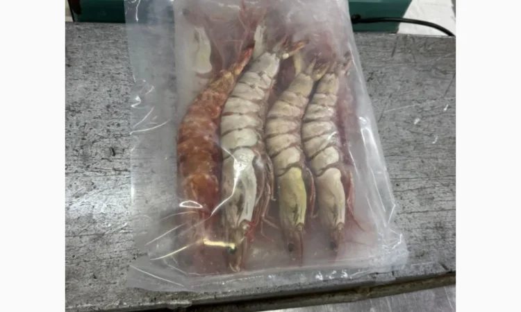 Оптовий постачальник морепродуктів з Мавританії, порт Нуадаїбу - фото № 8