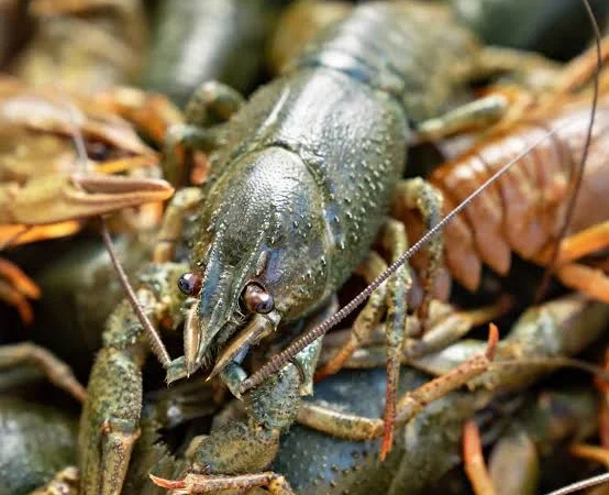 Продаются живые и вареные раки под заказ - фото № 1