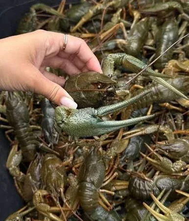 Продаются живые раки разных размеров с доставкой - фото № 1