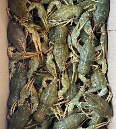 Продается свежий рак от 5 кг + 1 в подарок - фото № 3