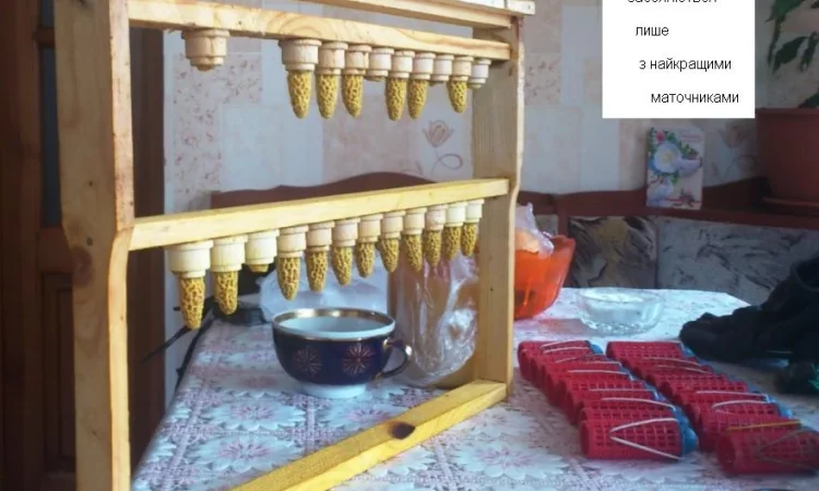 Матки бджіл Карніка у продажу - фото № 2