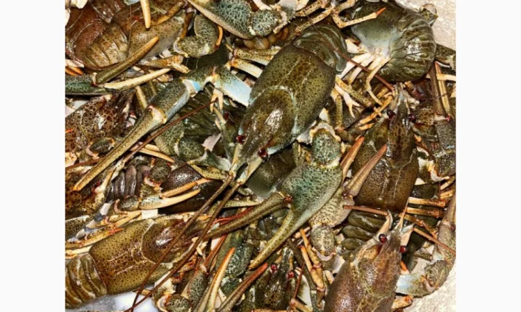 Купую живих раків оптом - фото № 1