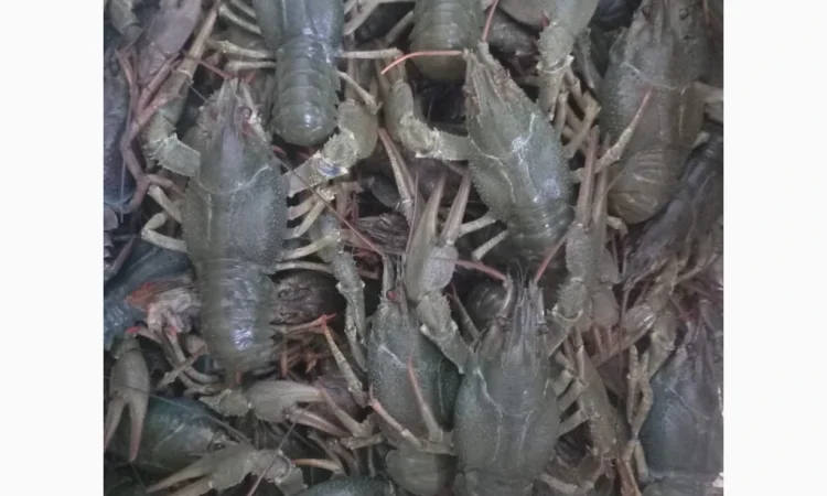 Закупаем живых раков - фото № 1