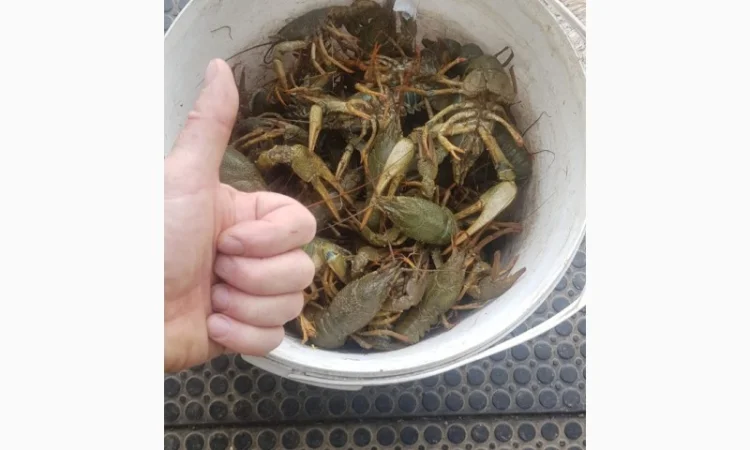 Живі раки у продажу - фото № 1