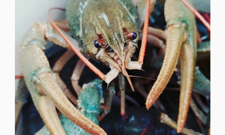 Купуємо живих раків круглий рік - фото № 1