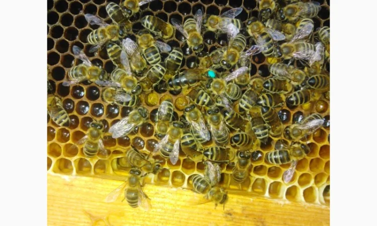 Пчеломатки карпатской породы на заказ - фото № 1