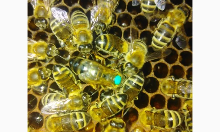 Пчеломатки карпатской породы на заказ - фото № 2