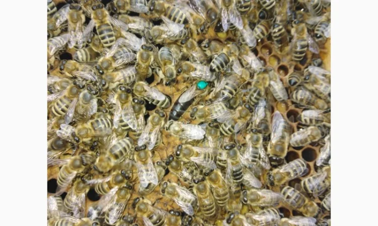 Пчеломатки карпатской породы на заказ - фото № 3