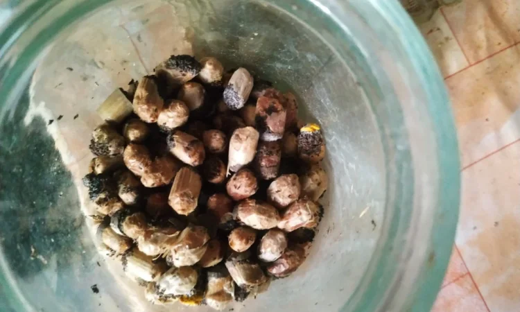 Куколки диких пчел осмий для продажи - фото № 1