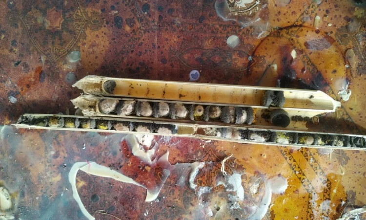 Куколки диких пчел осмий для продажи - фото № 2