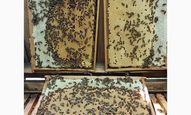 Пропонуються бджоломатки карпатських бджіл - фото № 1