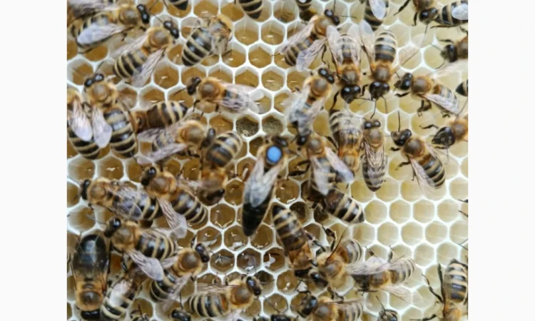 Пропонуються бджоломатки карпатських бджіл - фото № 2