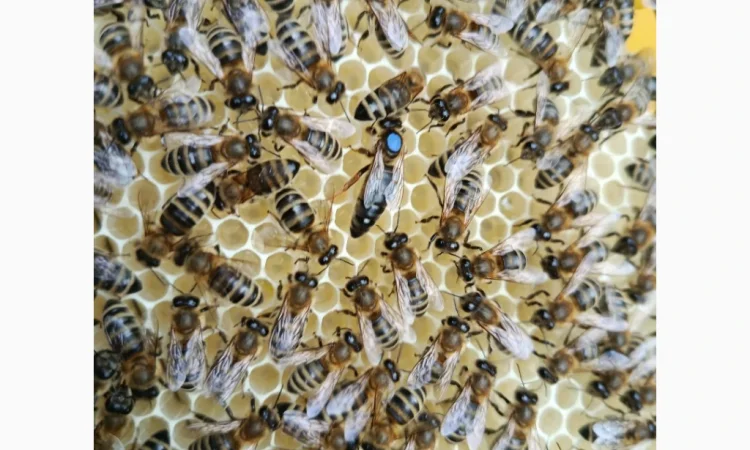 Пропонуються бджоломатки карпатських бджіл - фото № 3