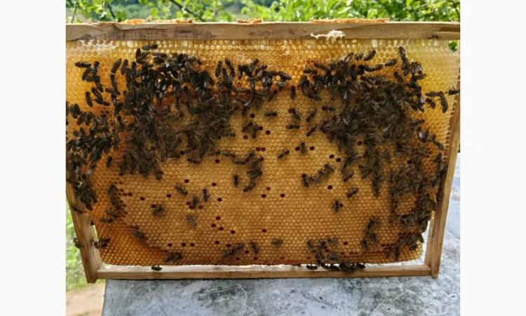 Пропонуються бджоломатки карпатських бджіл - фото № 4