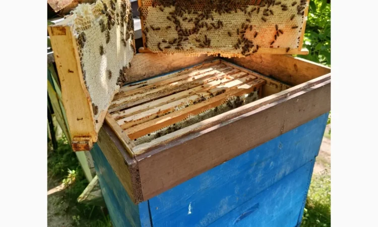 Пропонуються бджоломатки карпатських бджіл - фото № 5