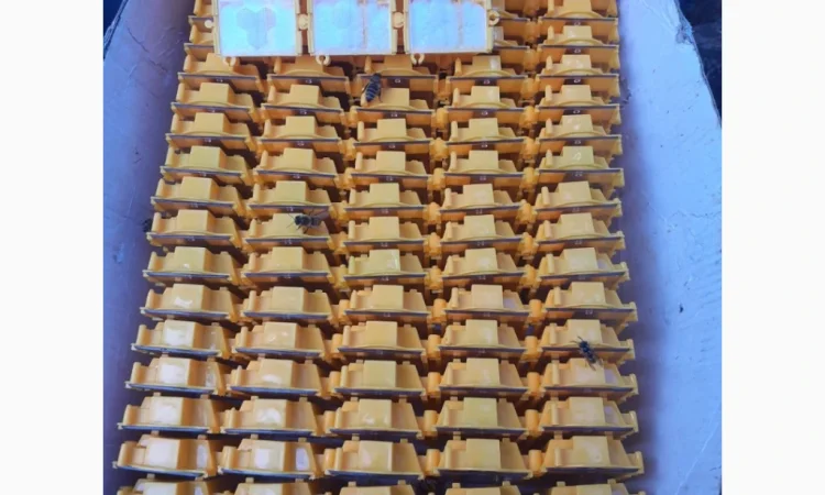 Матки Карпатка и Карніка на продажу - фото № 1