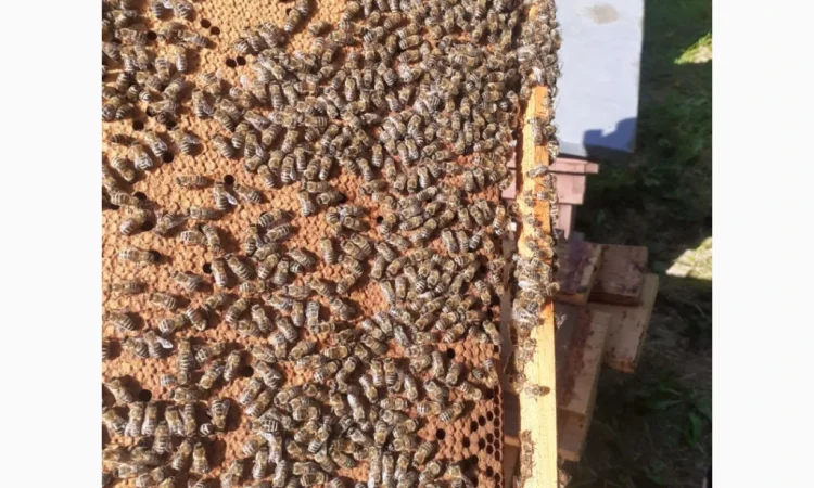 Матки Карпатка и Карніка на продажу - фото № 2