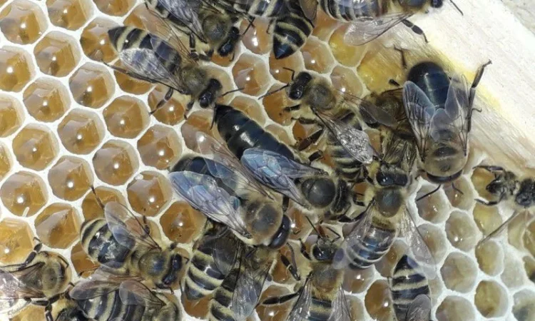 Матки Карпатка и Карніка на продажу - фото № 3