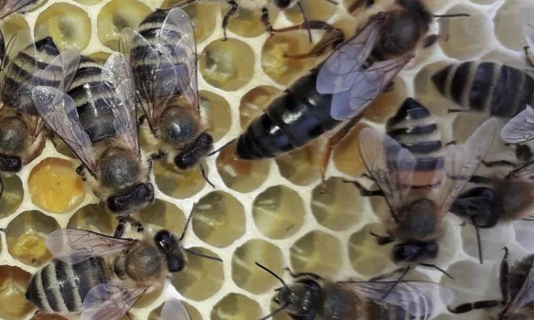 Матки Карпатка и Карніка на продажу - фото № 4