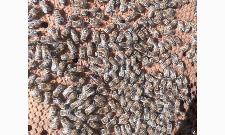 Матки Карпатка и Карніка на продажу - фото № 5