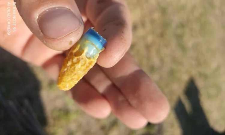 Продаются пчеломатки Карника и Кордован - фото № 1