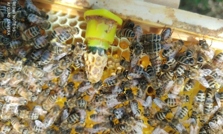 Продаются пчеломатки Карника и Кордован - фото № 2