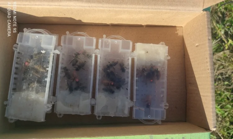 Продаются пчеломатки Карника и Кордован - фото № 3