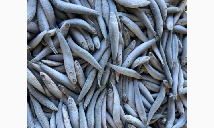 Продается свежая хамса отличного качества - фото № 2