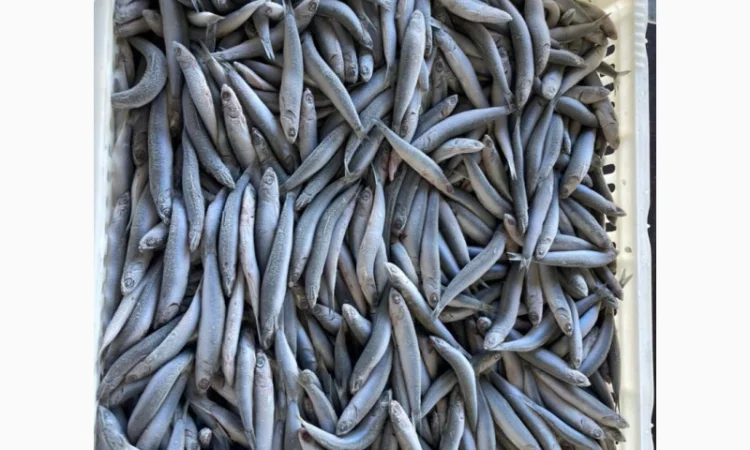 Продается свежая хамса отличного качества - фото № 3