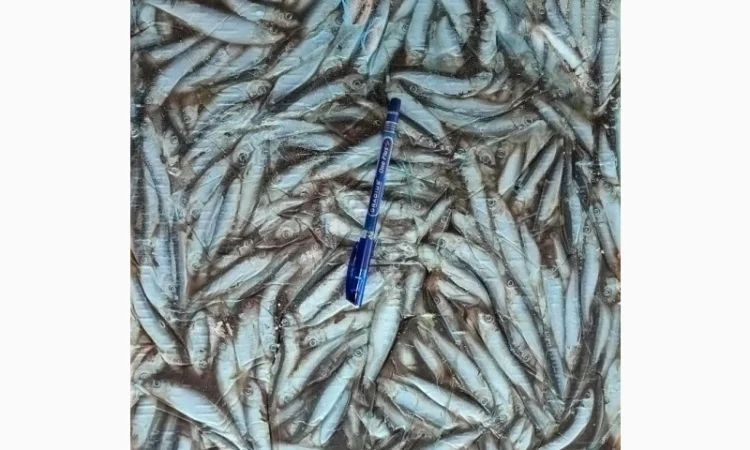 Пропонується заморожена кільки оптом - фото № 1