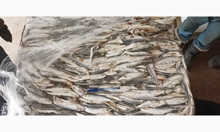 Продается свежемороженая салака 16+ - фото № 1