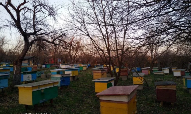 Пакети бджіл 4 та 6 рамок у великій кількості - фото № 1