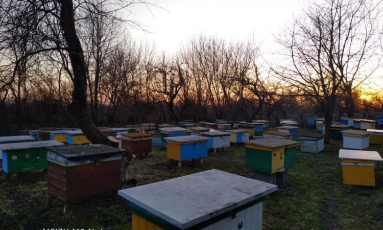 Пакети бджіл 4 та 6 рамок у великій кількості - фото № 2