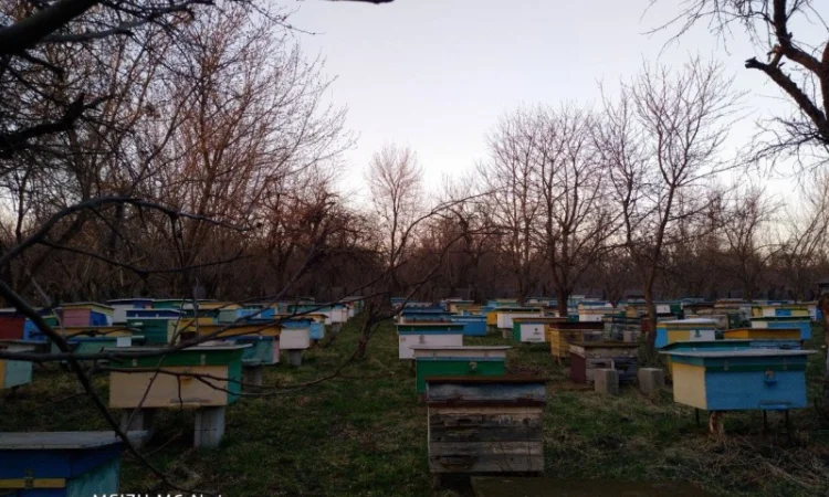 Пакети бджіл 4 та 6 рамок у великій кількості - фото № 3