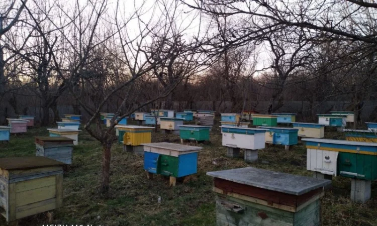 Пакети бджіл 4 та 6 рамок у великій кількості - фото № 4