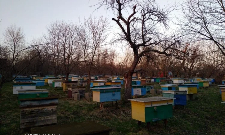 Пакети бджіл 4 та 6 рамок у великій кількості - фото № 5