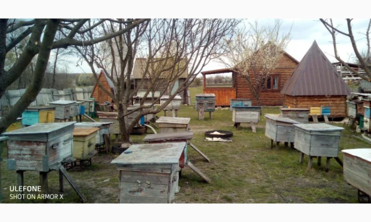 Продаються бджолопакети української степової породи - фото № 1
