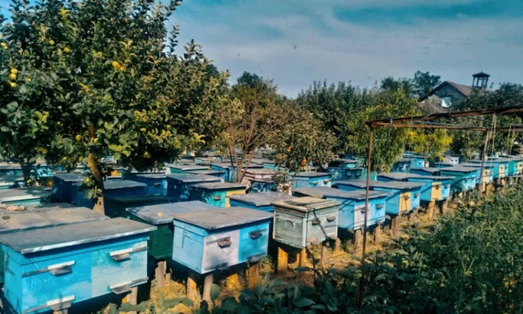 Продаж бджолопакетів у Вінниці - фото № 1