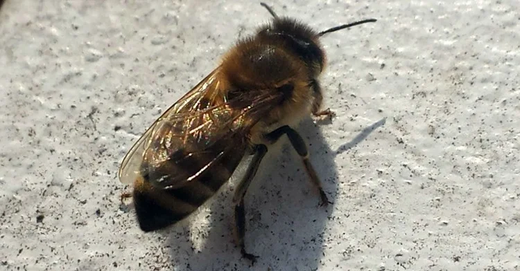 Продаються бджолопакети породи Карпатка з міченими матками - фото № 1