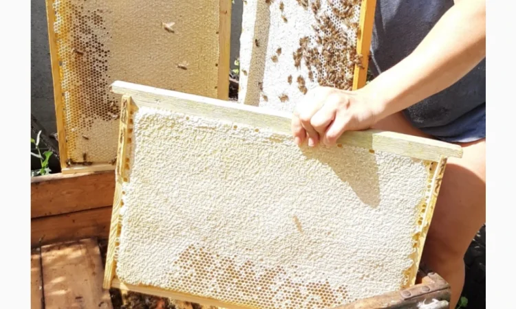 Пропонуються бджолопакети Української степової породи - фото № 1