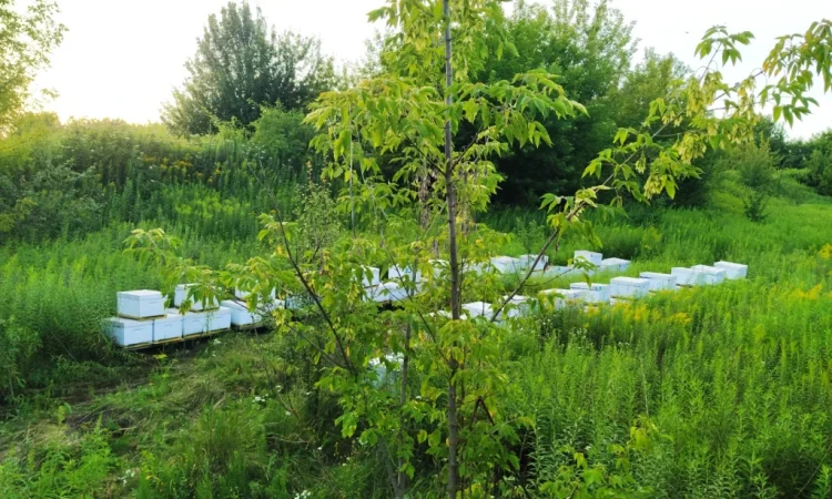 Продаж бджолопакетів Карніка - 100 шт - фото № 1