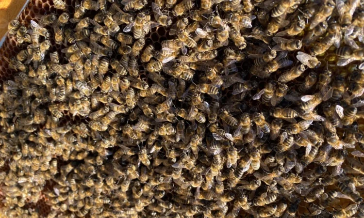 Продаются пчелопакеты карпатки - фото № 1