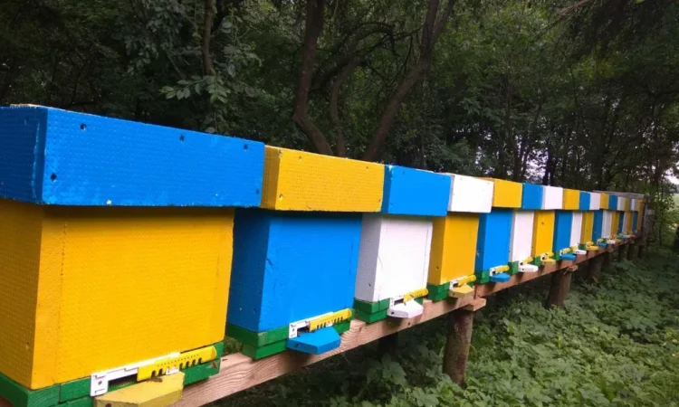 Продаж бджолопакетів Карніка - фото № 1