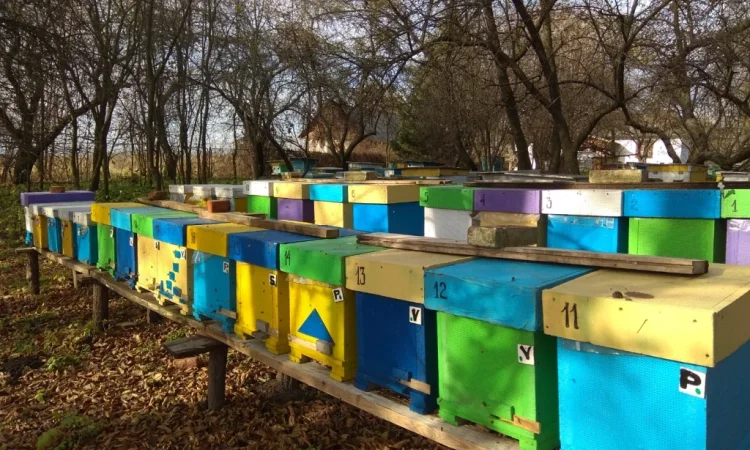 Продаж бджолопакетів Карніка - фото № 2